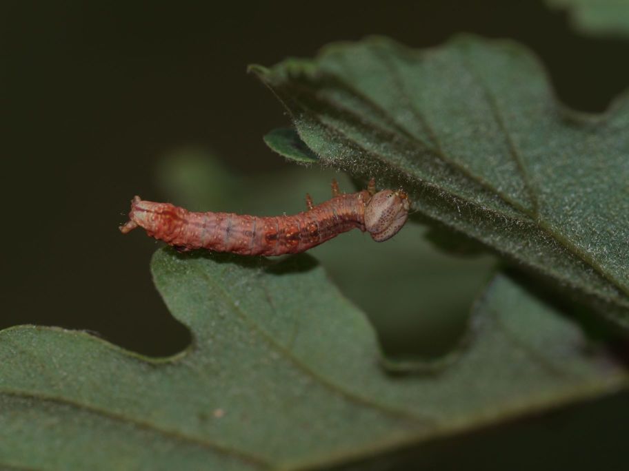 Bruco di Notodonta cfr. dromedarius