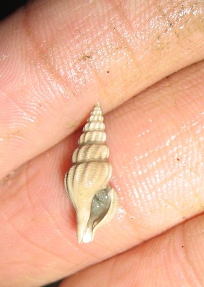 Comarmondia gracilis (Montagu, 1803) - Pliocene
