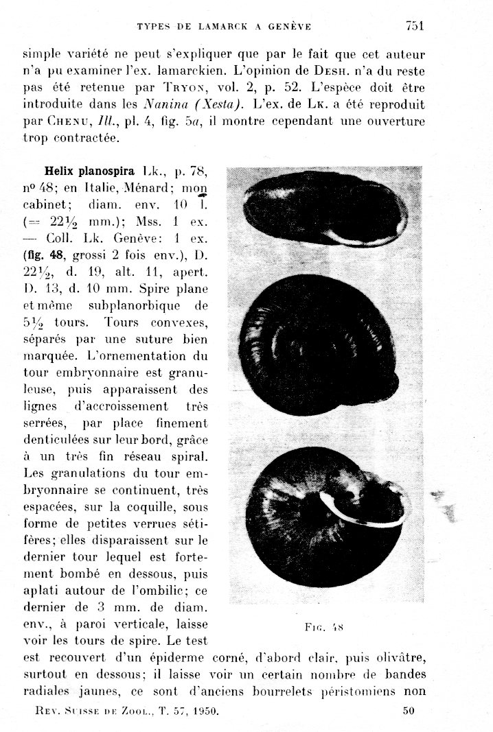 Chilostoma (Campylaea) planospira (Lamarck, 1822)