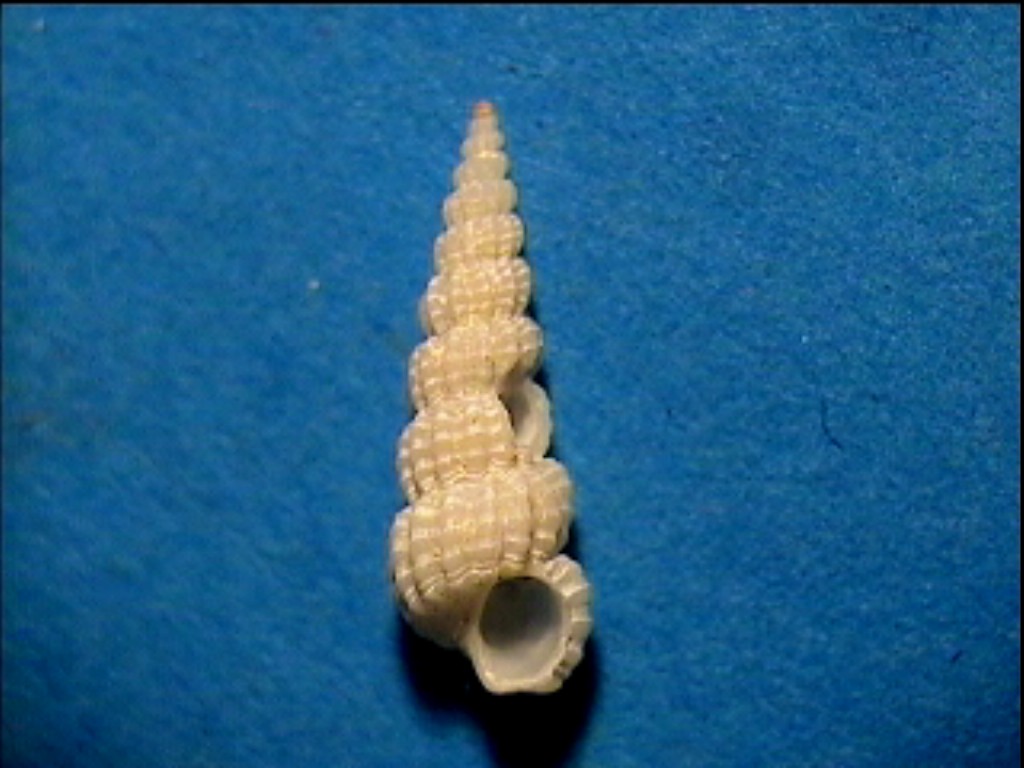 Claviscala richardi?