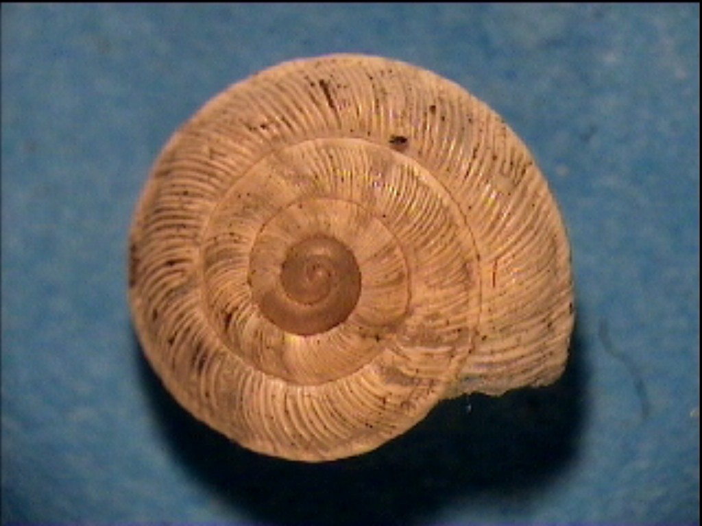 Candidula unifasciata cf. vincae