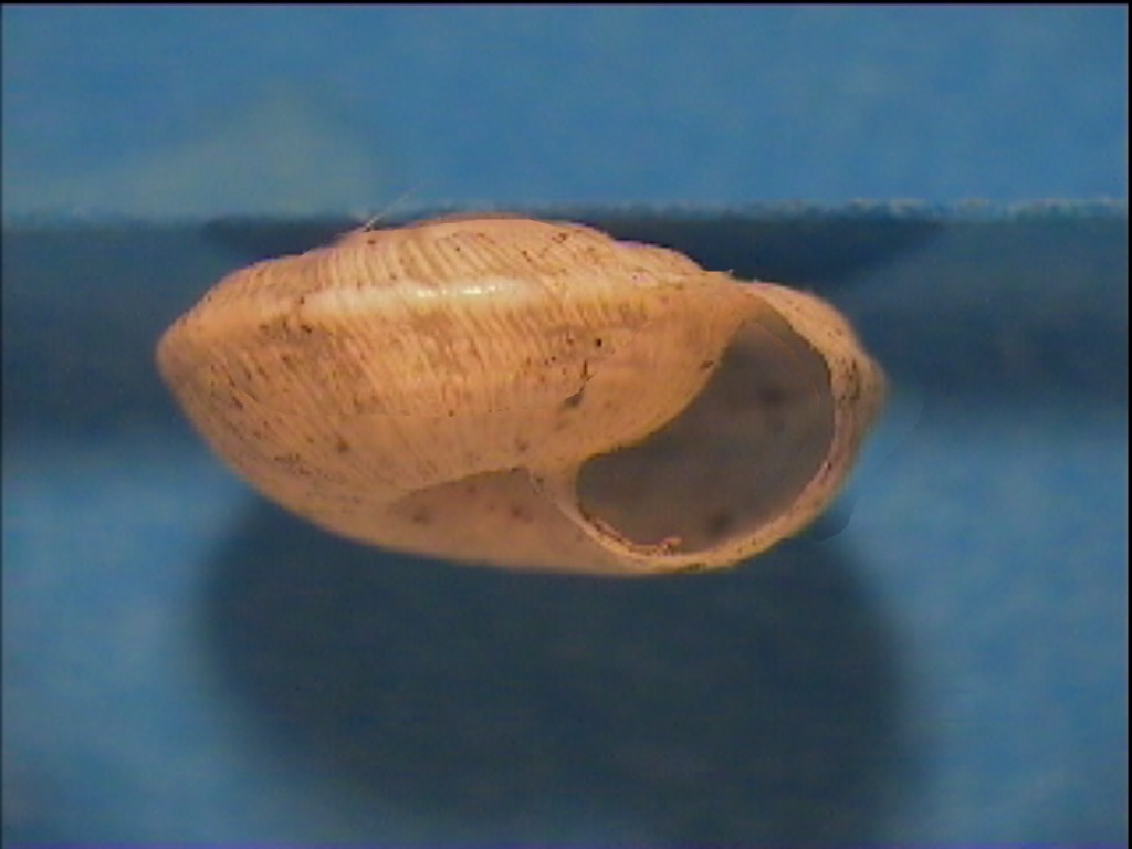 Candidula unifasciata cf. vincae