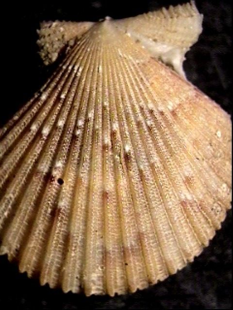 Chlamys multistriata
