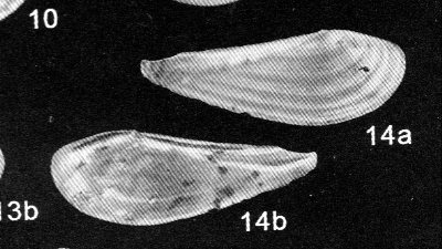 Nuculana clavata (Calcara, 1841)   Pliocene - Rio Torsero