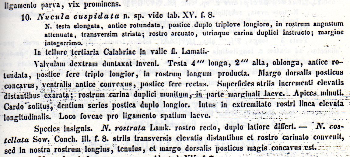 Nuculana clavata (Calcara, 1841)   Pliocene - Rio Torsero