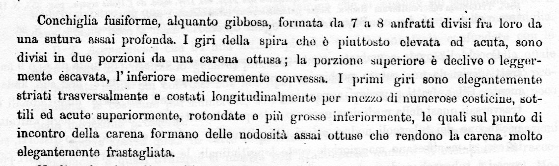 Cymatium affine (Deshayes, 1832)  Pliocene Toscana