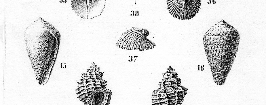 cono da identificare 1