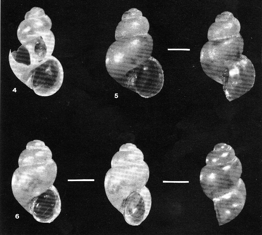 Alzoniella cf. feneriensis