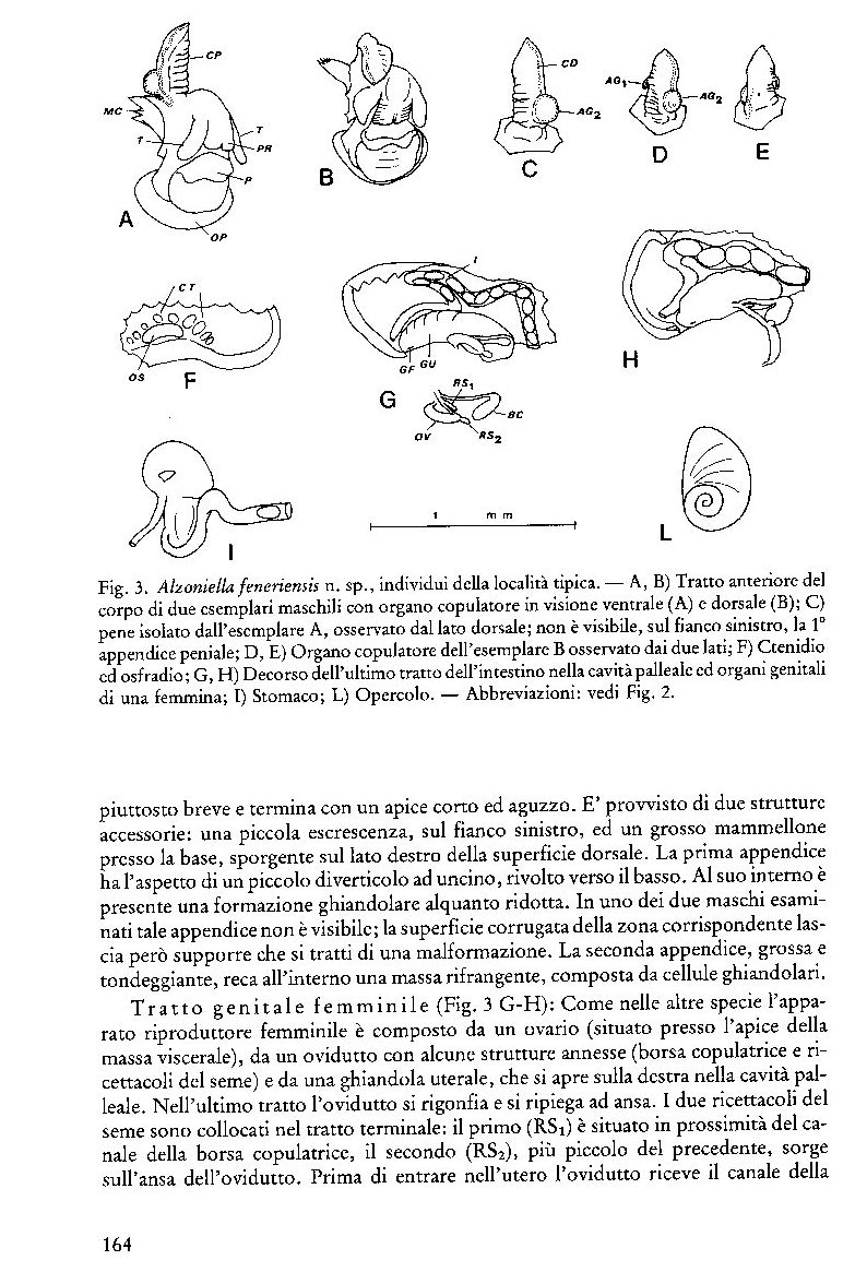 Alzoniella cf. feneriensis