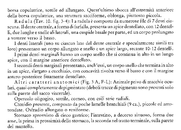 Alzoniella cf. feneriensis