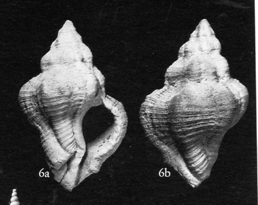 I.D. fossili - 11