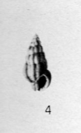 Nassarius.... serraticosta ??? (Bronn, 1831)