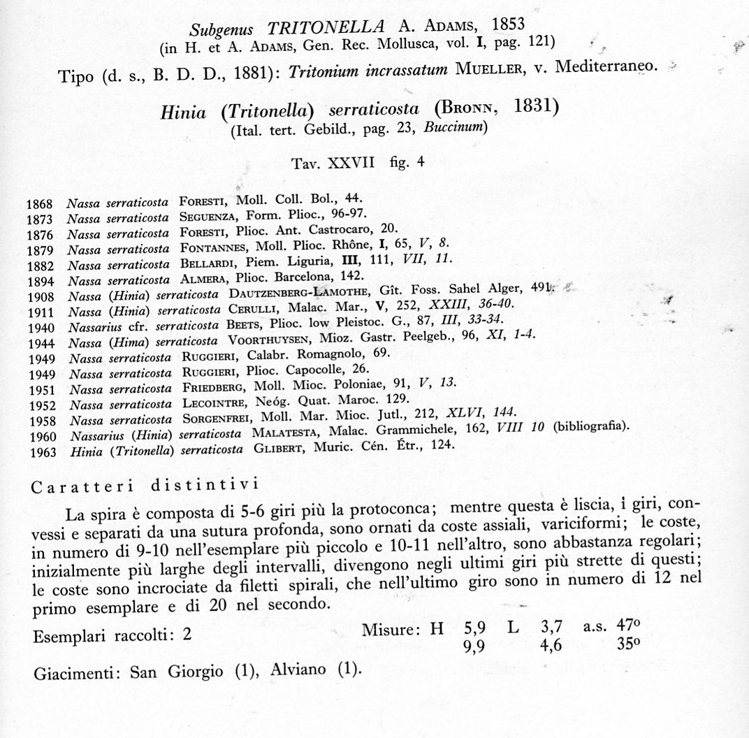 Nassarius.... serraticosta ??? (Bronn, 1831)