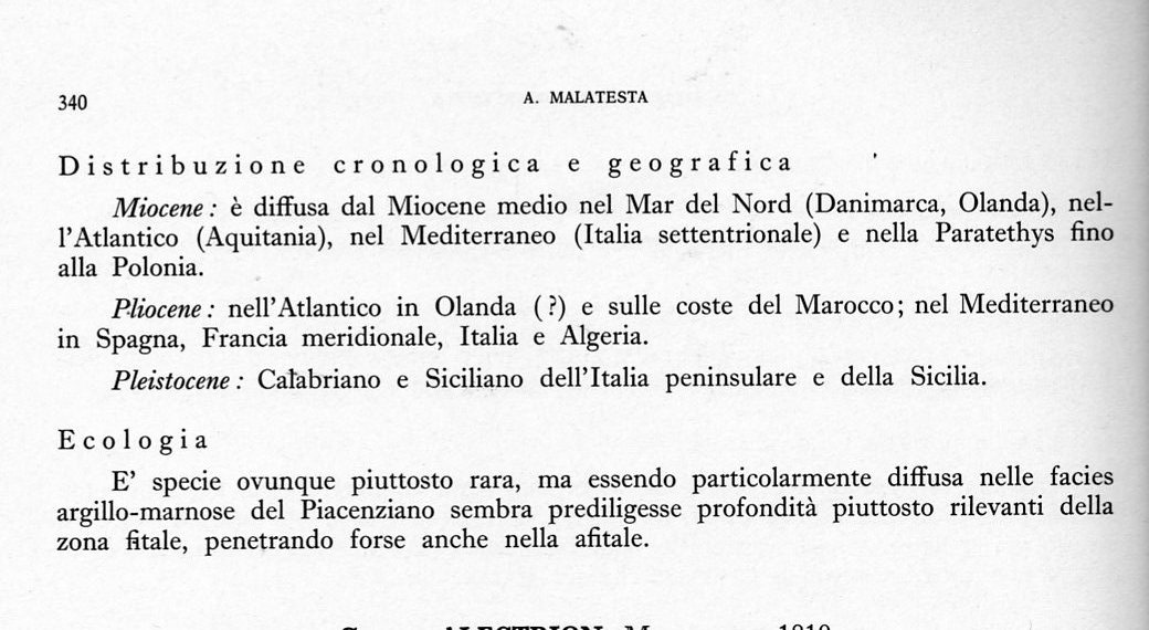 Nassarius.... serraticosta ??? (Bronn, 1831)