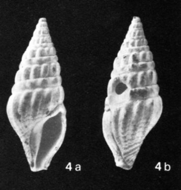 Drillia rotundicosta Bellardi, 1877, Tortoniano