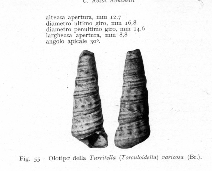 Turritella (Torculoidella) varicosa, Tortoniano - Pliocene