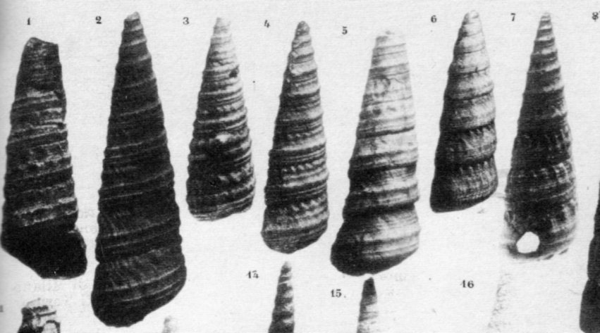 Turritella (Torculoidella) varicosa, Tortoniano - Pliocene