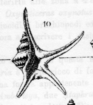Aporrhais uttingeriana peraraneosa (Sacco, 1893) - Pliocene