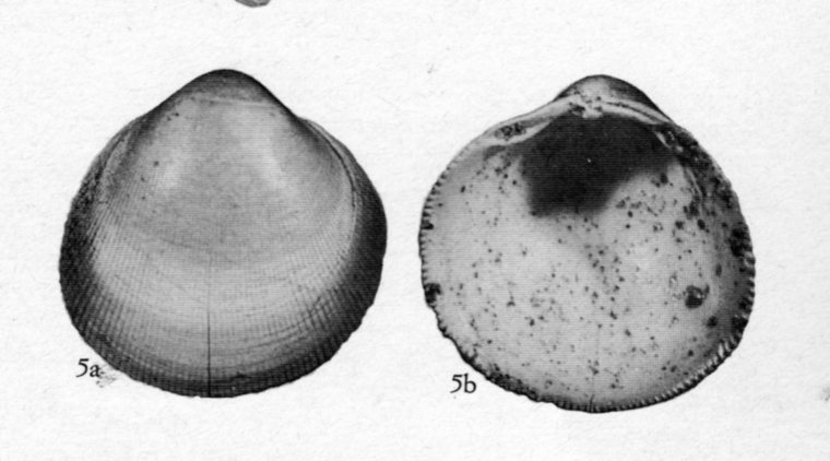 Laevicardium (Habecardium) homofragile Rossi-Ronchetti, 1954