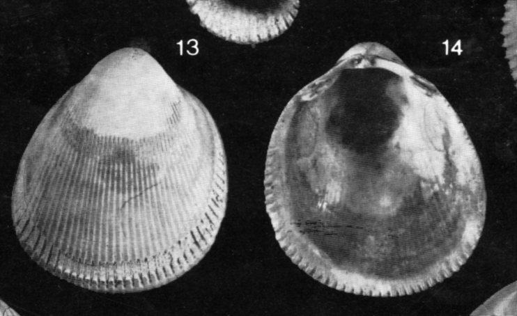 Laevicardium (Habecardium) homofragile Rossi-Ronchetti, 1954