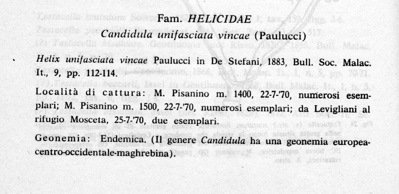 Candidula unifasciata cf. vincae