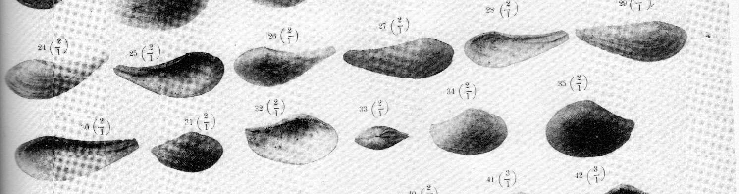 Nuculana clavata (Calcara, 1841)   Pliocene - Rio Torsero