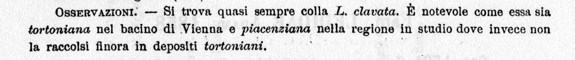 Nuculana clavata (Calcara, 1841)   Pliocene - Rio Torsero