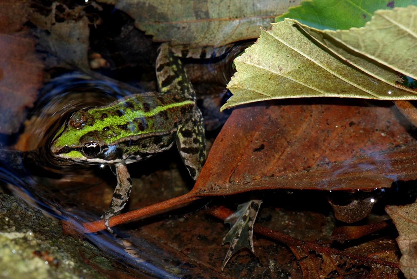 Mi aiutate a riconoscere queste rane? Pelophylax sp., Lazio
