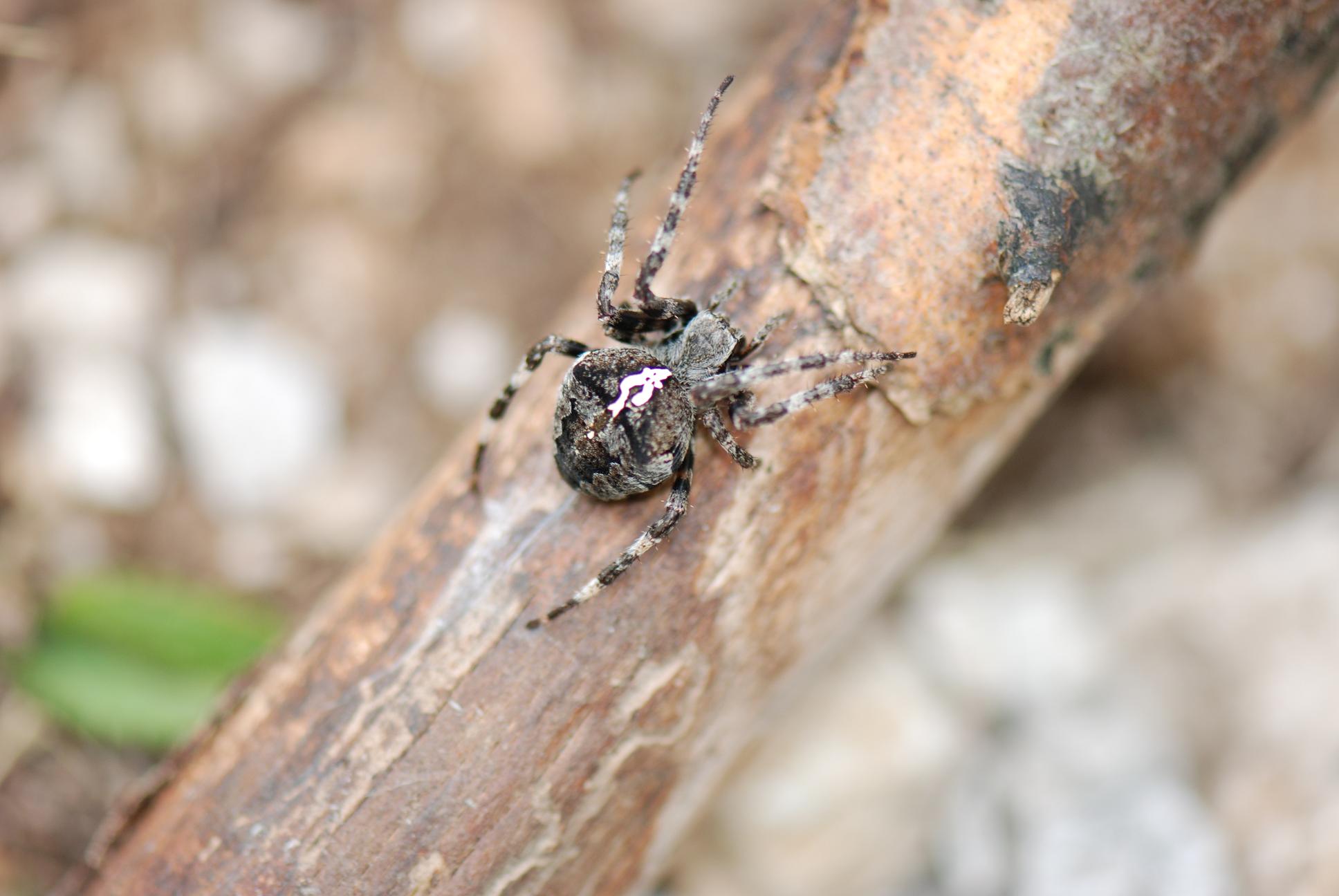 Araneus angulatus