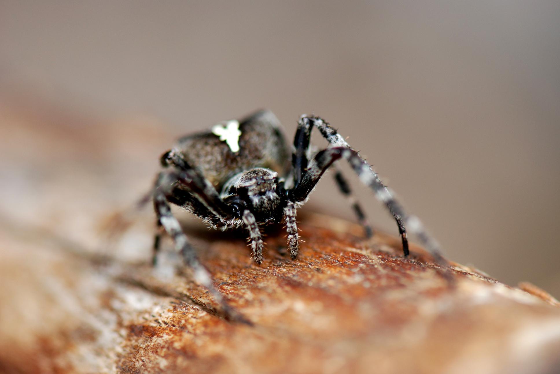 Araneus angulatus