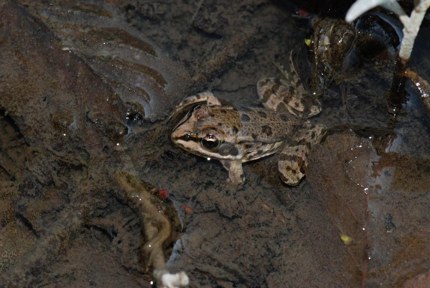 Mi aiutate a riconoscere queste rane? Pelophylax sp., Lazio