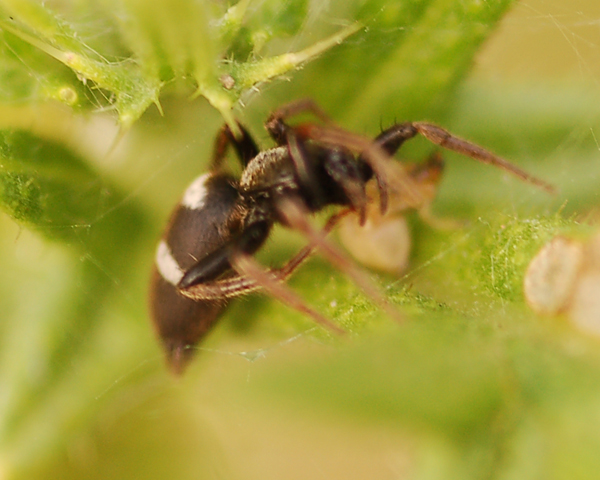 Aphantaulax trifasciata