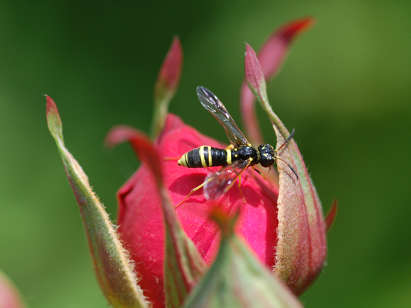 Tenthredo sp.