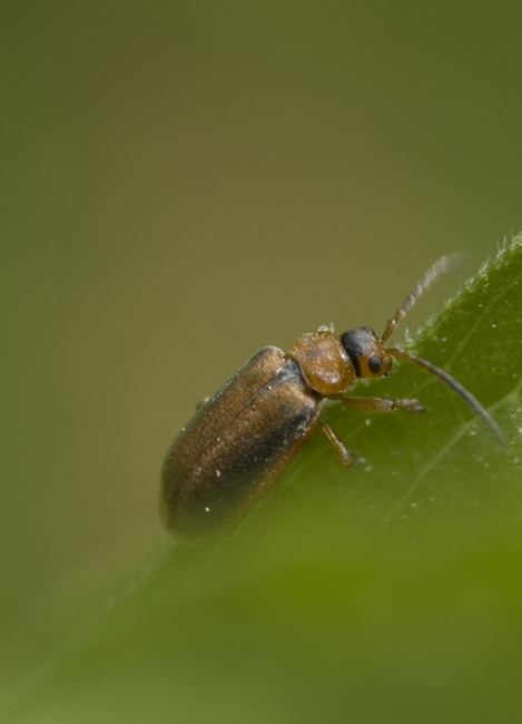 Da Clasificare: Galerucella calmariensis