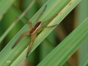 Ragni vari (Dolomedes, Singa, Mangora...?)