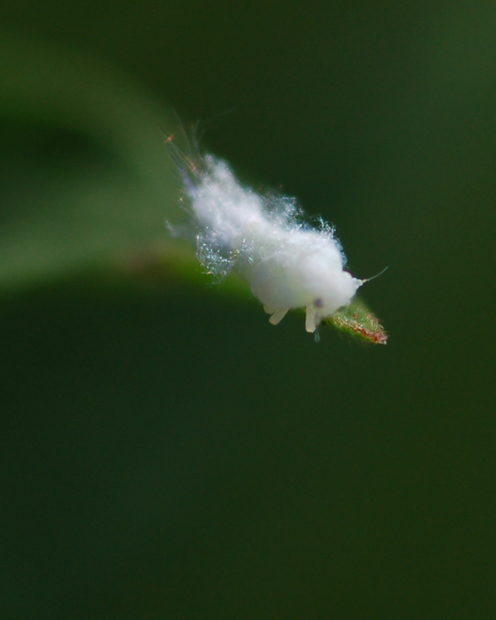 giovane Metcalfa pruinosa - Flatidae