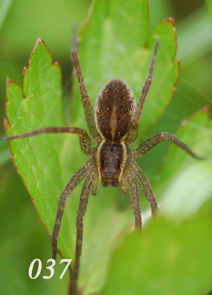 Ragni vari (Dolomedes, Singa, Mangora...?)