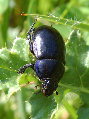 Questo coleottero non so classificarlo: Anoplotrupes