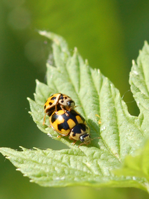 Coccinella? Propylea quatuordecimpunctata