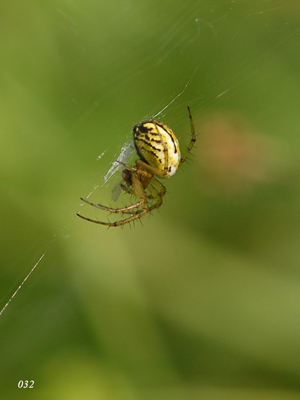 Ragni vari (Dolomedes, Singa, Mangora...?)