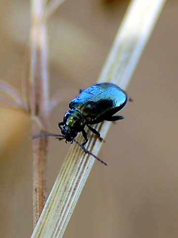 Chrysomelidae - Altica sp