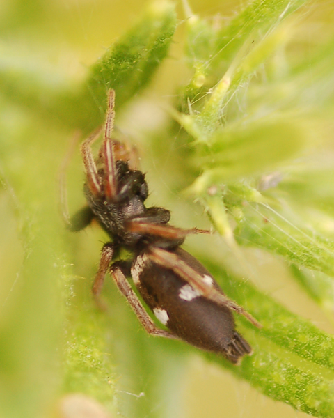 Aphantaulax trifasciata
