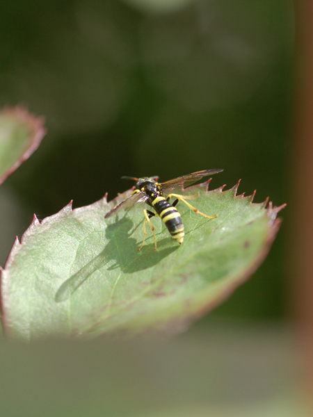 Tenthredo sp.