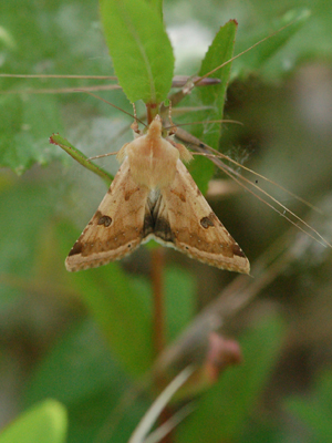  una falena? - S, Heliothis peltigera