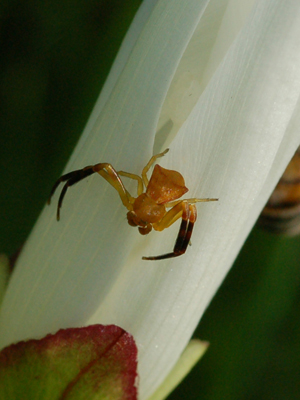 Thomisus onustus
