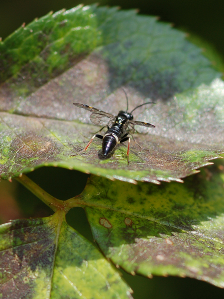 Tenthredinidae da classificare