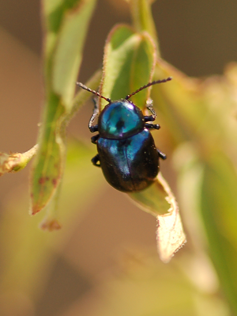 Da identificare: Eumolpus asclepiadeus