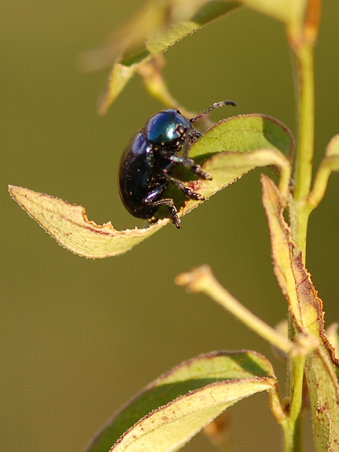 Da identificare: Eumolpus asclepiadeus