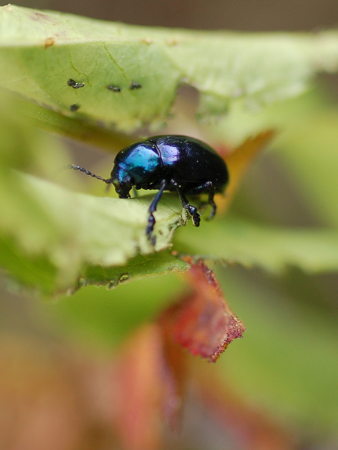 Da identificare: Eumolpus asclepiadeus