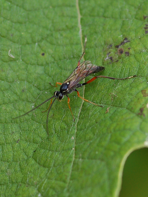 Ichneumonidae